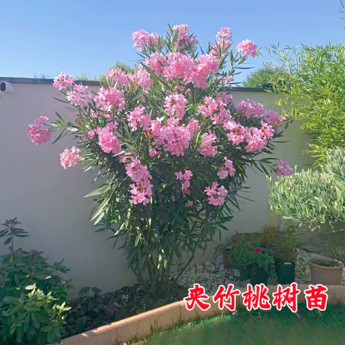 夹竹桃树苗春夏四季常青净化空气