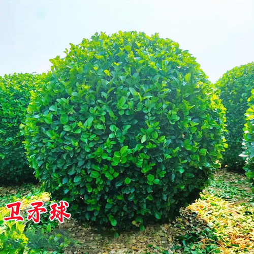 卫矛树苗别墅庭院四季常青风景树