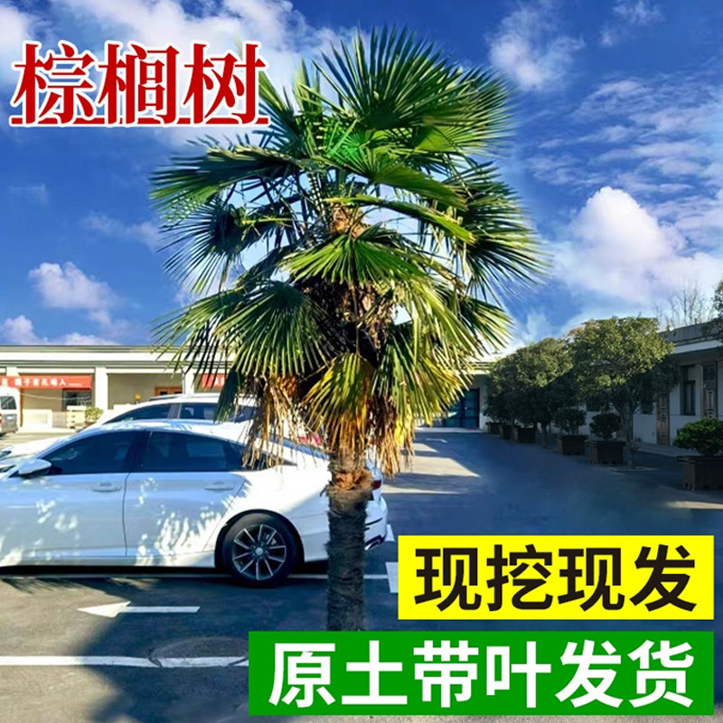 棕榈树苗别墅庭院四季常青风景树