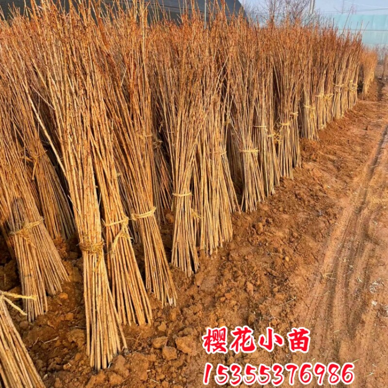 日本樱花树苗小苗风景树绿化