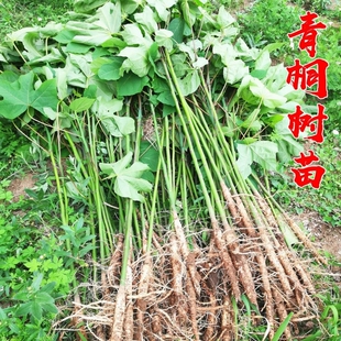 青桐树苗中国梧桐树苗庭院绿化风景树绿化苗木行道树青桐苗桐麻树