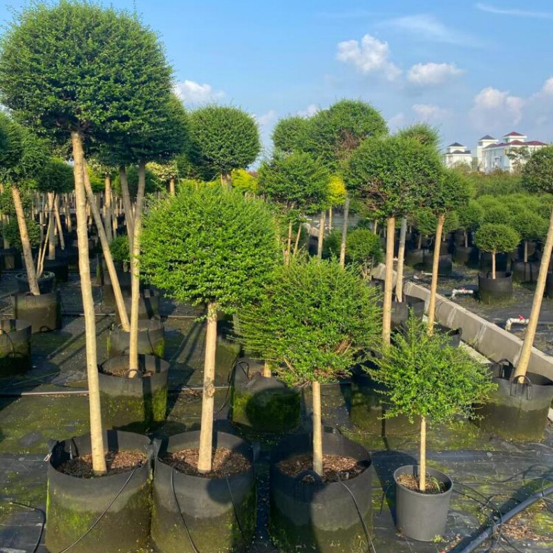 川滇蜡树棒棒糖树苗物造型小腊树