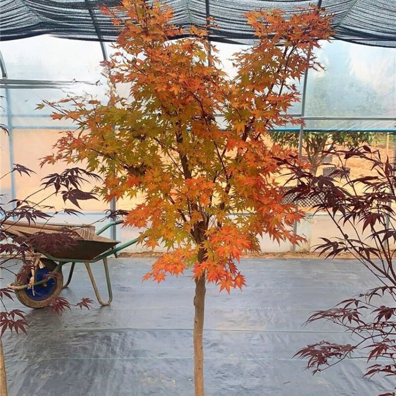 赤枫树苗珊瑚阁红枫苗黄金枫风景
