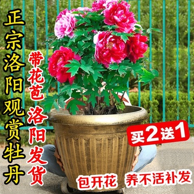 牡丹花苗老桩大苗洛阳正宗花卉