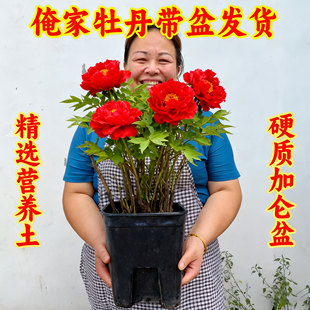 带盆牡丹花树苗老桩苗洛阳正宗花卉带土花苞芍药牡丹花苗盆栽牡丹
