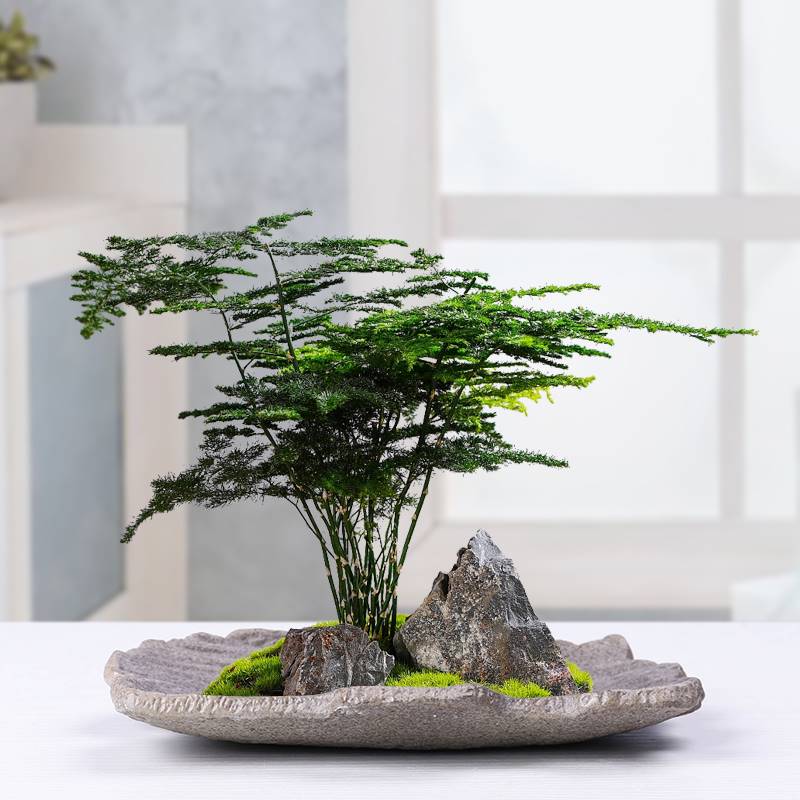 创意仿石米竹老桩苔藓球绿植盆景盆室内六月雪菖蒲微造景花盆摆件