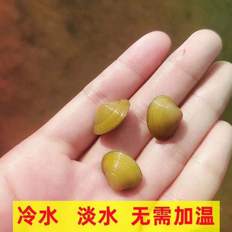 吃鱼缸粪便的鱼黄金蚬小河蚌溪蚬净水螺淡水黑壳虾鱼缸净化绿水贝