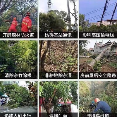 大树烂根剂倒树粉强力烂大树枯烂根大树竹子杂草灌木腐蚀根部