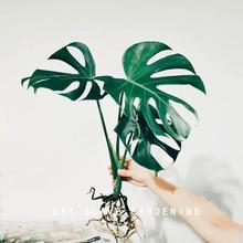 龟背竹大盆栽大号姬龟背竹植物室内客厅北欧大型可水培老桩龟背竹