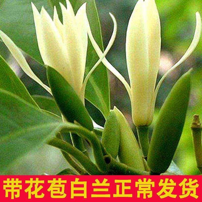 【精品好货】四季白兰花盆栽正宗嫁接白兰花卉植物黄角兰苗