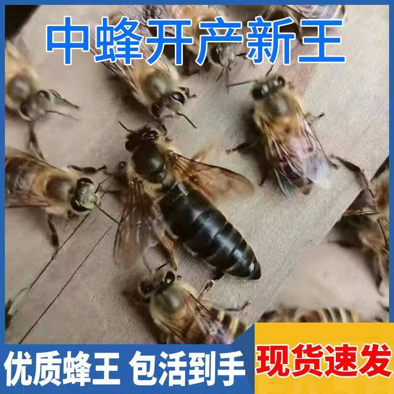 中华中蜂王种王蜜蜂产卵交尾王伏牛王阿坝杂交新开产王伏牛土蜂王