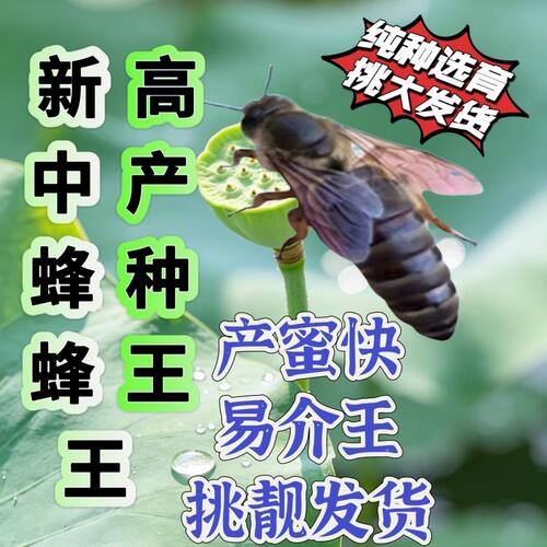 中蜂蜂王伏牛阿坝双色优良种王高产蜜蜂蜂王产卵王开产王单天发