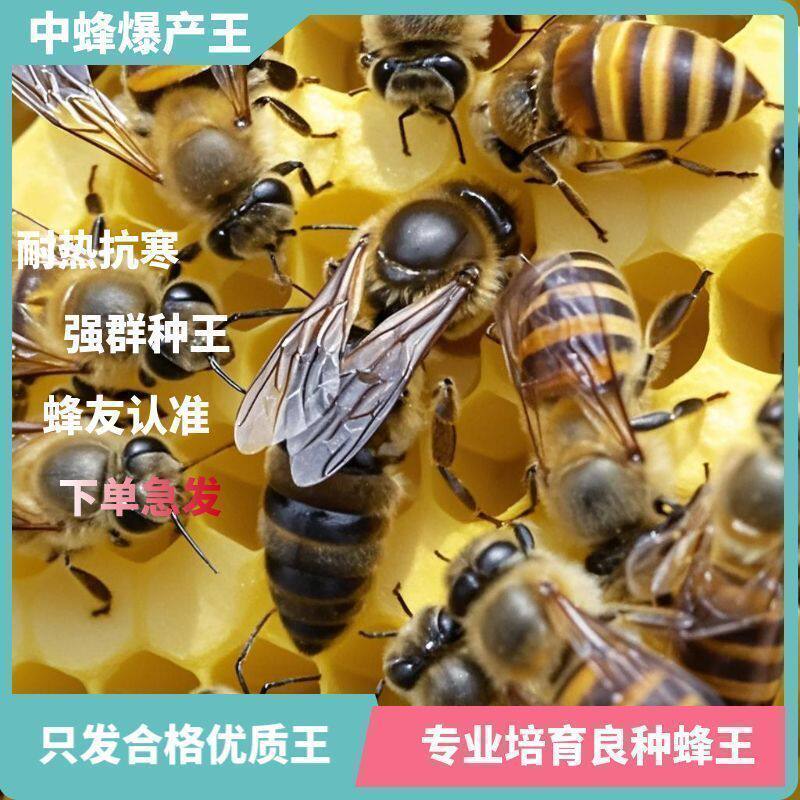 中蜂蜂王高产王纯开产王优质阿坝产卵交尾双色土蜂耐寒抗热新产王