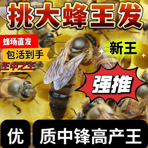 中蜂蜂王种王优质种良种高产蜜蜂蜂王活体产卵王双色杂交开产王