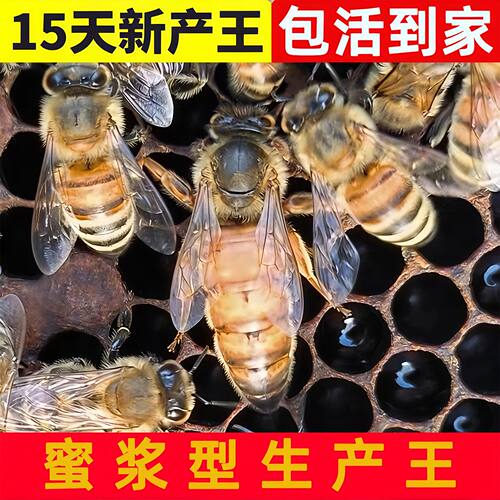 意蜂蜂王出售开产王交尾东北王意生产产子新王产卵成品带子意蜂王
