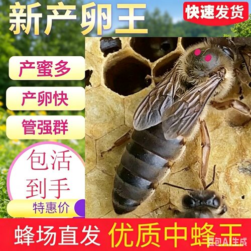 【挑大发货】中蜂蜂王强群种王高产开产王阿坝活体产卵王产满脾王