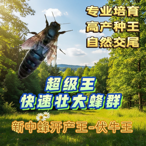 【优质中蜂王】中蜂蜂王中蜂新开产王抗寒产卵蜂王广东蜂王阿坝王