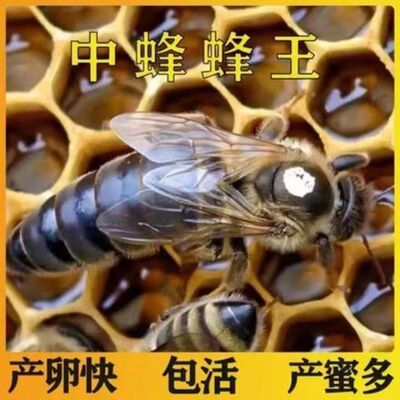 中蜂蜂王四川阿坝种王高产新开产王交尾蜜蜂王广东中蜂产卵王纯