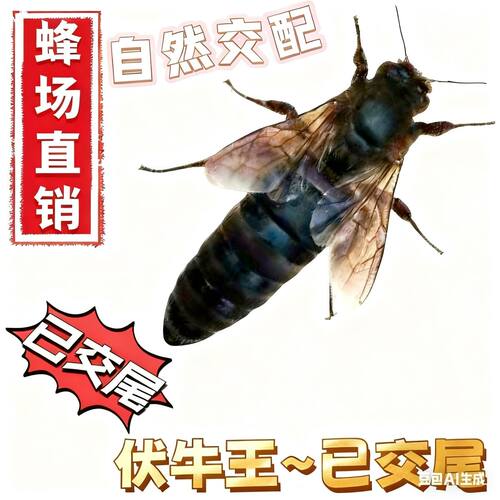 【现货秒发】中蜂王土蜂阿坝王杂交王处女王双色王开产王纯种正宗