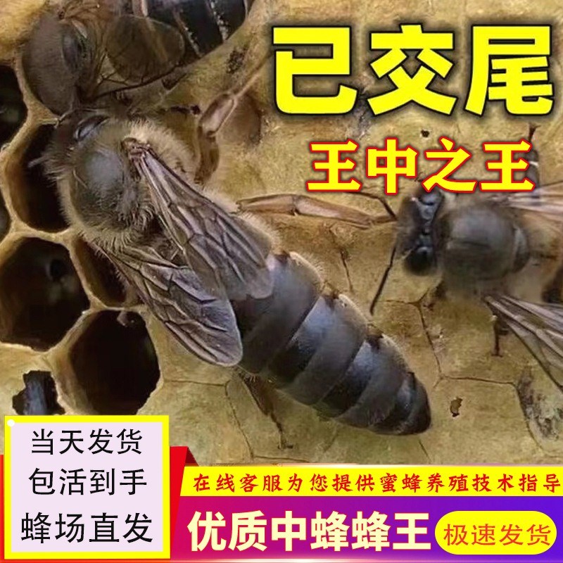 中蜂蜂王蜜蜂蜂王中蜂王正品开产王四川阿坝王中华尾伏牛王蜂王