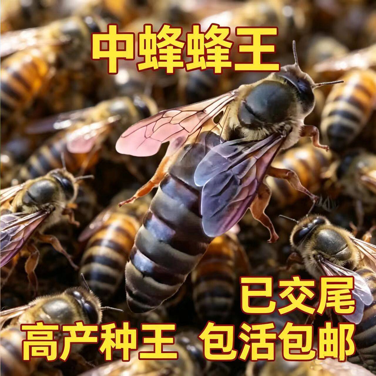 【四川蜂王】优质中蜂蜂王中蜂开产王中华产卵蜂王蜜蜂种王开产王