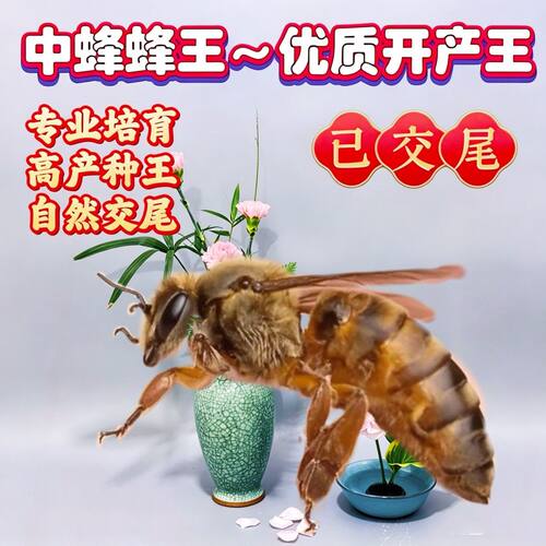 四川阿坝州马尔康阿坝蜜蜂王大麻蜂王黑美人蜂种王开产王处女蜂王