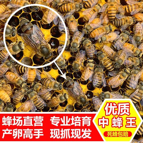 中蜂蜂王产卵王新王种王长白山双色阿坝红环天柱黑背土蜂处女王