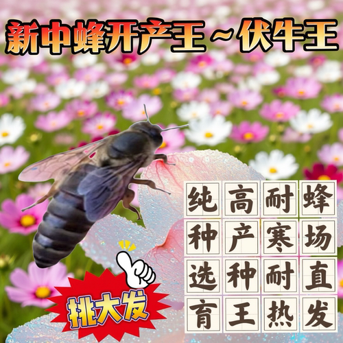 中蜂蜂王种王优质高产蜜蜂开产王阿坝双色广东土蜂强群满脾产卵王