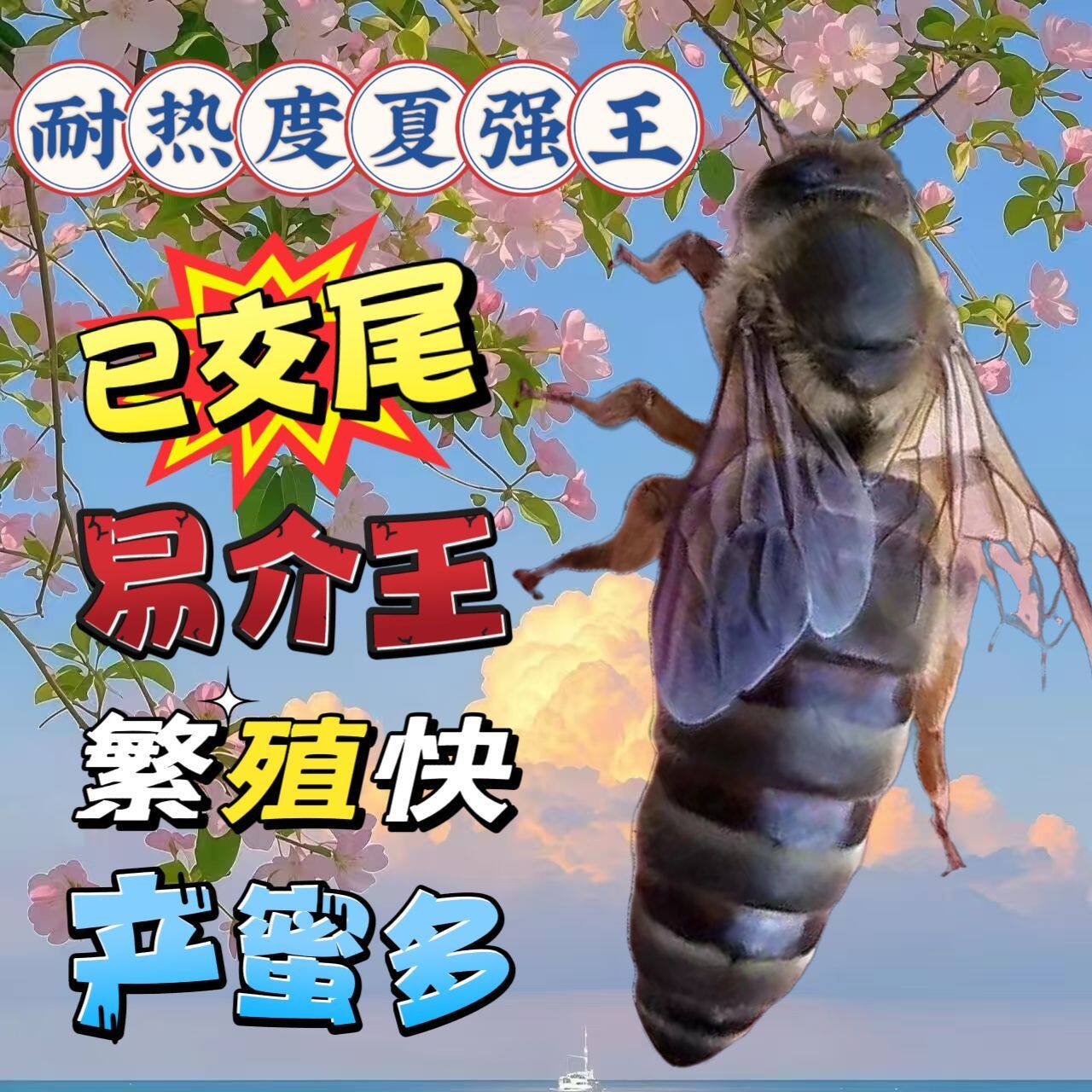 中蜂优质产卵王种土蜂易养殖伏牛带强群双色阿坝开产新王自然交尾