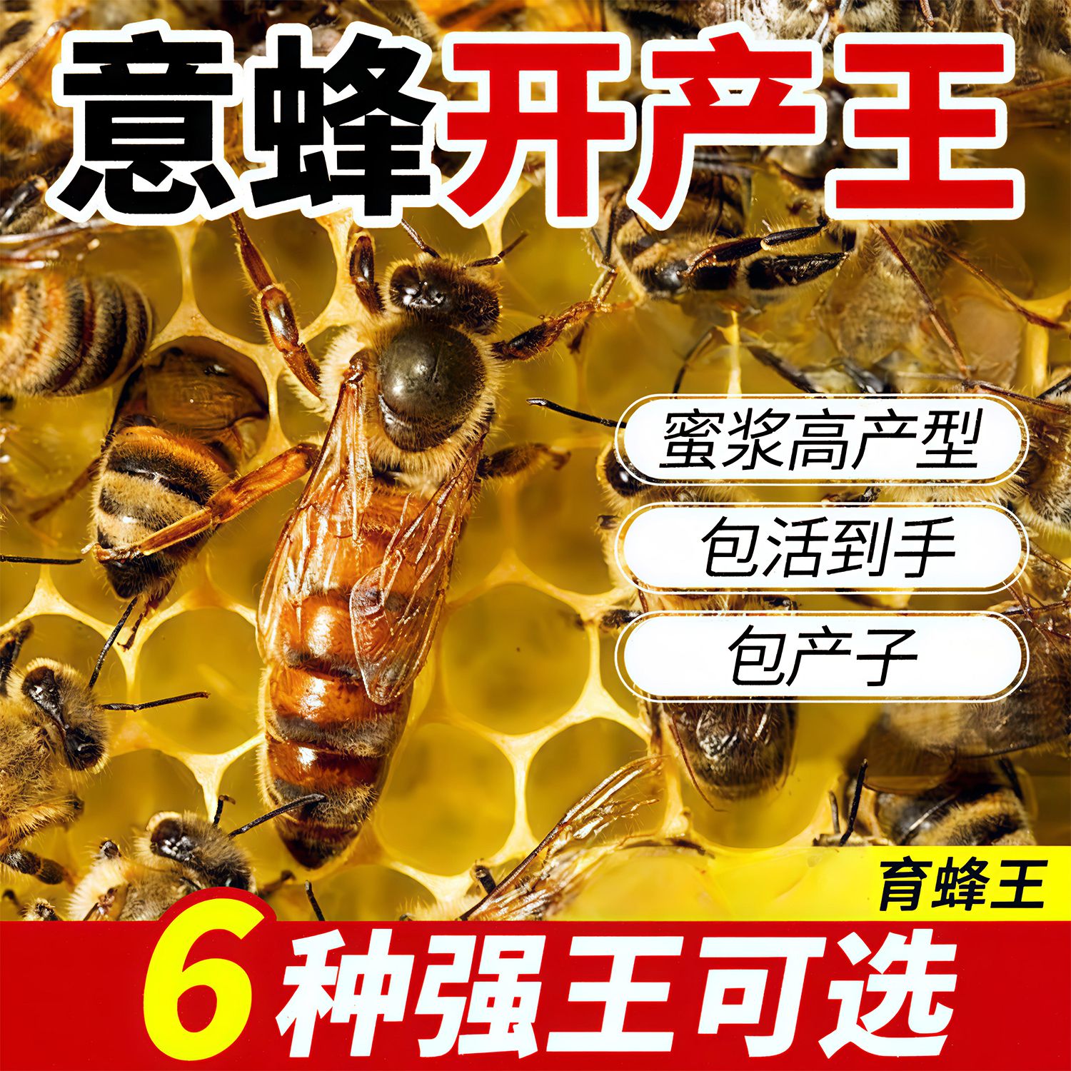 意蜂王王纯黑蜂优质新开产卵王东北喀尔巴阡黑环种王蜜王浆王包活
