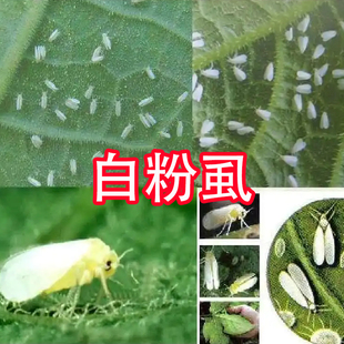 白粉虱白飞虱用药杀虫剂小飞虫辣椒黄瓜蔬菜白粉虱花卉蔬菜
