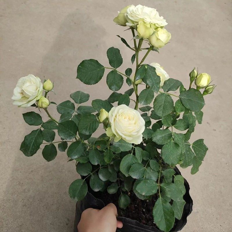 速发奶油龙苞超抗病性强灌木丰花勤花月季渐层色带花沙发货多头玫,鲜花速递/花卉仿真/绿植园艺,月季/蔷薇/玫瑰,淘宝优惠券,粉丝福利购,淘宝优惠卷