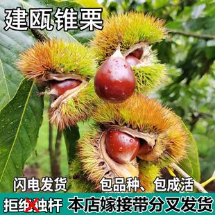 建瓯锥栗苗树南北方地栽种植薄壳盆栽嫁接特大果树苗活苗当年结果