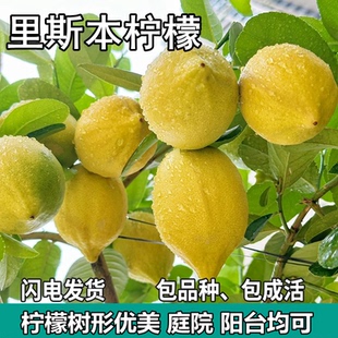 里斯本柠檬树苗绿植盆栽地栽庭院无籽黄柠檬苗树食用植物四季结果