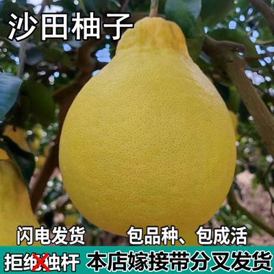 梅州沙田柚苗树南北方庭院特大果苗盆栽嫁接白心柚子树苗当年结果