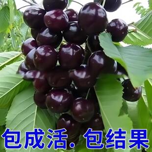 正宗车厘子树苗黑珍珠大樱桃果树美早黄蜜红灯苗南方北方种植果苗