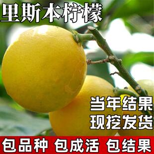 里斯本柠檬树苗庭院室外地栽可食用黄柠檬室内盆栽四季当年结果