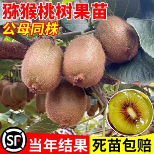 猕猴桃树果苗公母同株红心黄心徐香弥猴桃南北方奇异果猕猴苗盆栽