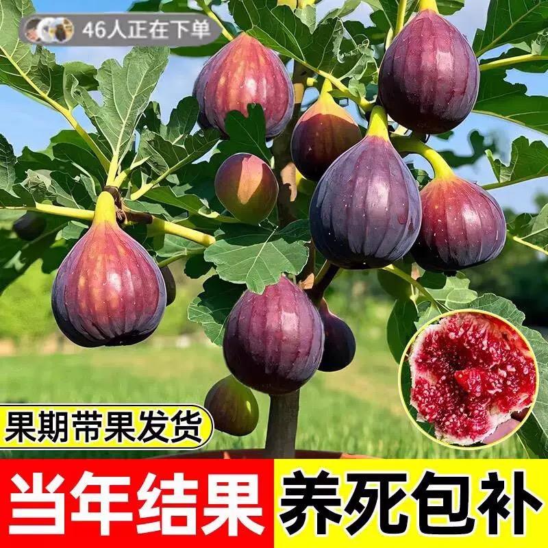 无花果树果苗盆栽波姬红
