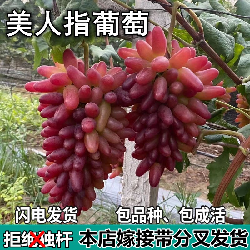美人指葡萄树苗庭院盆栽地栽无籽特大嫁接树苗南北方种植当年结果