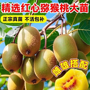 猕猴桃树果苗红心软枣徐香弥猴桃苗公母同株南方北方奇异果猕猴苗