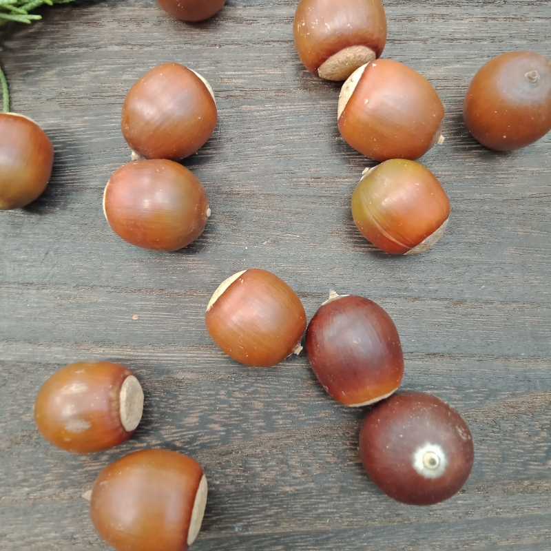 新鲜橡树果实柞栎叶树果装饰用干花干果橡树上结的果子手工材料包