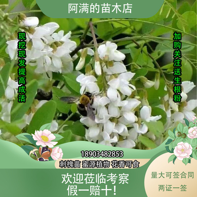 刺槐树苗可食用蜜源树