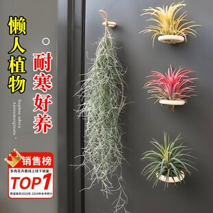 速发空气凤梨支架相框冰箱贴无土植物装饰画创意悬挂托架微景观
