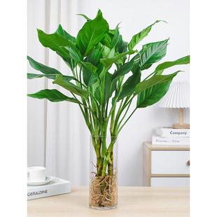 速发年青盆植水贵栽物室内桌面四季 常青绿萝富培竹好养净化空气植