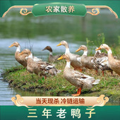 3年老鸭现杀2 3斤新鲜冷冻农家散养土鸭整只水鸭子母鸭麻鸭肉生鲜