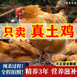 老母鸡正宗3年土鸡农家散养鸡草鸡走地鸡月子鸡新鲜现杀粮食散养