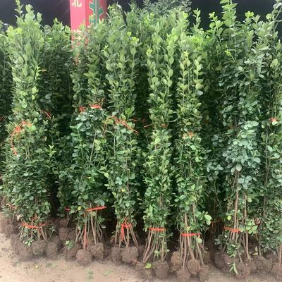 北海道冬青树苗法国直立篱笆墙