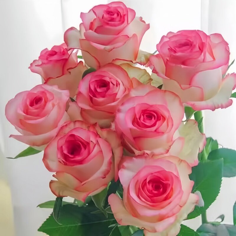 艾莎月季切花玫瑰花苗