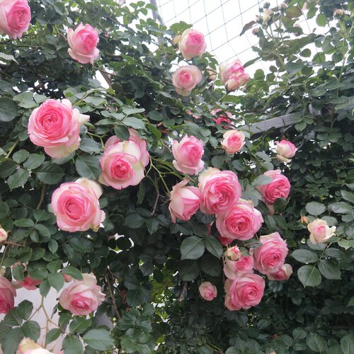 粉龙沙宝石月季花苗爬藤玫瑰